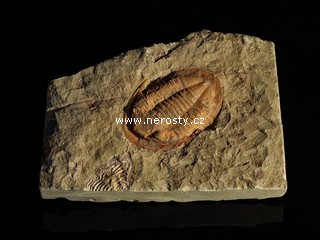 trilobit + asaphus sp.