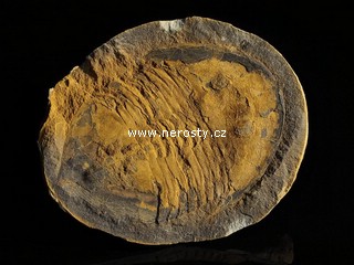 trilobit + asaphus sp.