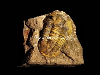 trilobit + asaphus sp.