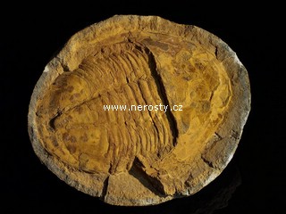 trilobit + asaphus sp. + platyrus?