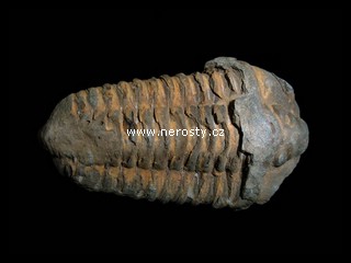 trilobit calymene flexi