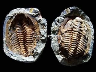 trilobit + cambropallas telesto