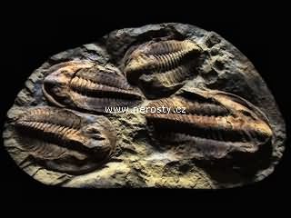 trilobit + cambropallas telesto