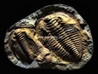 trilobit + cambropallas telesto