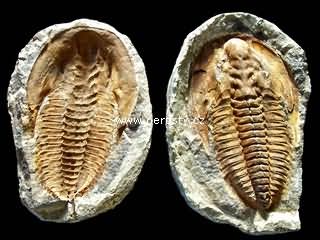 trilobit + cambropallas telesto
