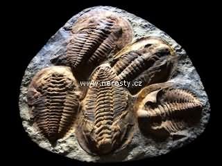 trilobit + cambropallas telesto