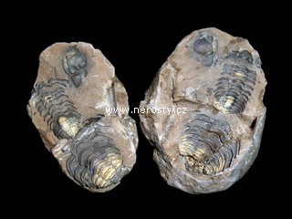 trilobit + diacalymene