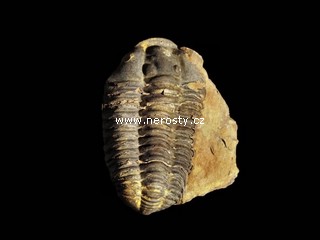 trilobit + diacalymene