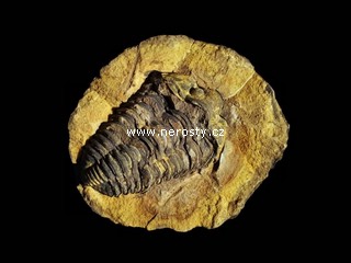 trilobit + diacalymene