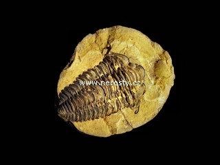 trilobit + diacalymene