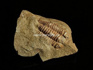 trilobit + eohomalonotus sp.