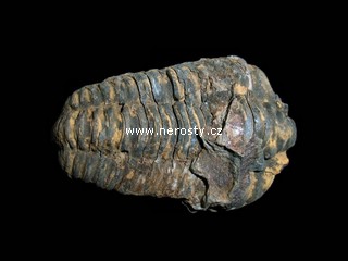trilobit + flexicalymene