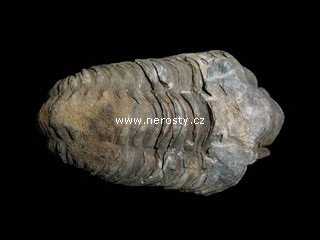 trilobit + flexicalymene