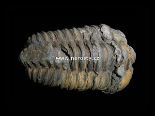 trilobit + flexicalymene