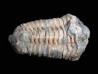 trilobit + flexicalymene