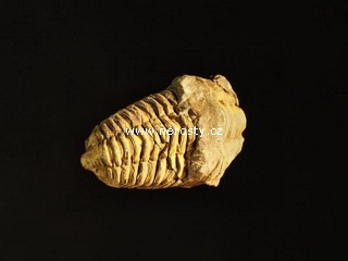 trilobit + flexicalymene