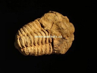 trilobit + flexicalymene