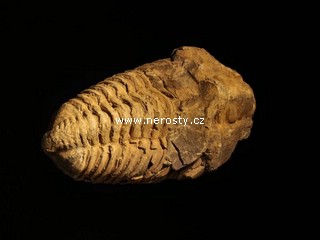 trilobit + flexicalymene