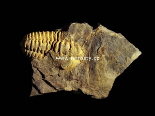 trilobit + flexicalymene