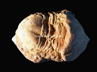 trilobit + illaenus sp. + ectillaenus? perovalis