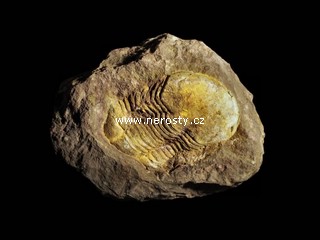 trilobit + illaenus sp. + ectillaenus? perovalis
