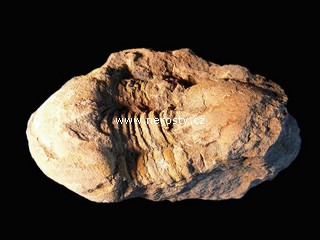trilobit + illaenus sp. + ectillaenus? perovalis