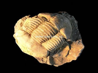 trilobit + illaenus sp. + ectillaenus? perovalis