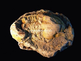trilobit + illaenus sp. + ectillaenus? perovalis