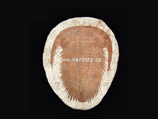 trilobit paradoxides