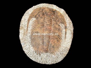 trilobit paradoxides