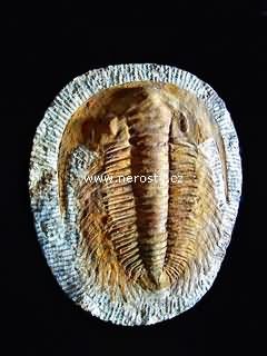 trilobit paradoxides