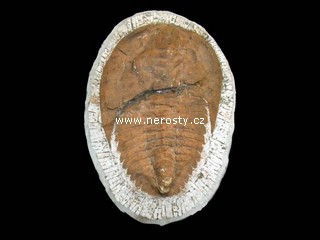 trilobit + paradoxides