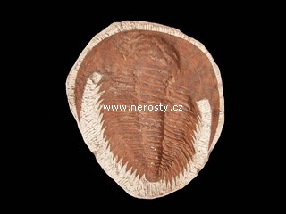 trilobit + paradoxides