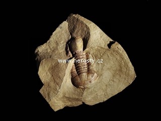 trilobit + symphysurus rouvillei