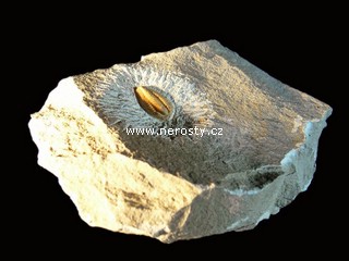 trilobit + termierella