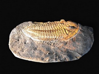 trilobit + v�ce neur�eno