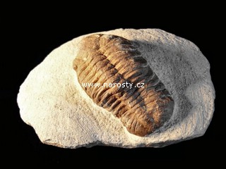 trilobit + v�ce neur�eno