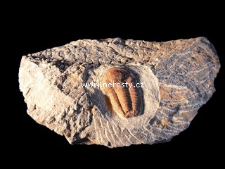 trilobit + v�ce neur�eno