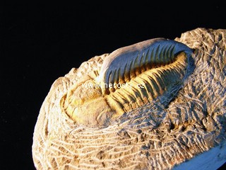 trilobit + vce neureno