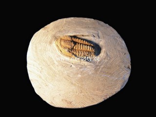 trilobit + v�ce neur�eno