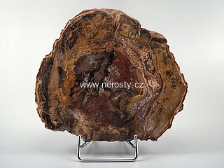 zkamen�l� d�evo + arauk�rie + �ez, pl�tek