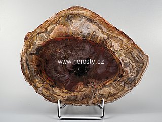 zkamen�l� d�evo + arauk�rie + �ez, pl�tek