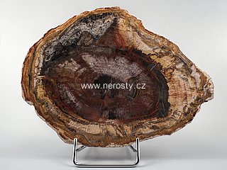 zkamen�l� d�evo + arauk�rie + �ez, pl�tek