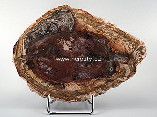 zkamen�l� d�evo + arauk�rie + �ez, pl�tek