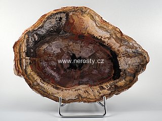 zkamen�l� d�evo + arauk�rie + �ez, pl�tek