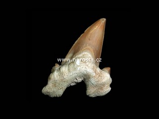�ralo�� zub otodus obliquus