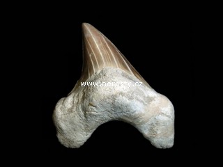 �ralo�� zub otodus obliquus