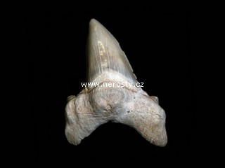 �ralo�� zub otodus obliquus