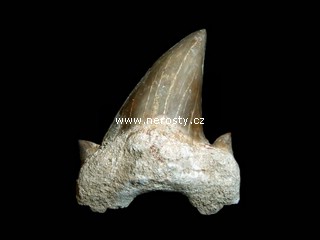 �ralo�� zub otodus obliquus