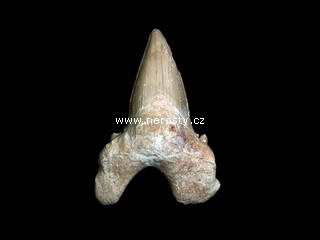 �ralo�� zub otodus obliquus